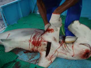 photo borrowed from: https://aella.org/2012/05/shark-finning-plight-of-the-shark/
