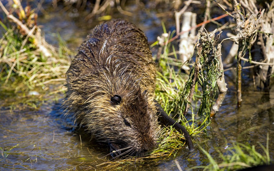 Beavers and Water Treatment